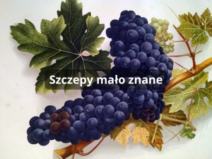 Szczepy mało znane (800 x 600 px)